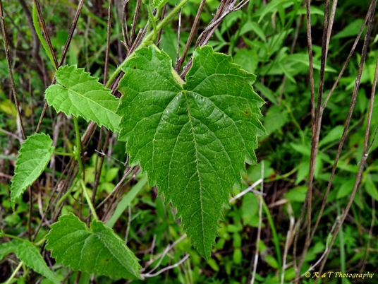 {Tragia cordata}